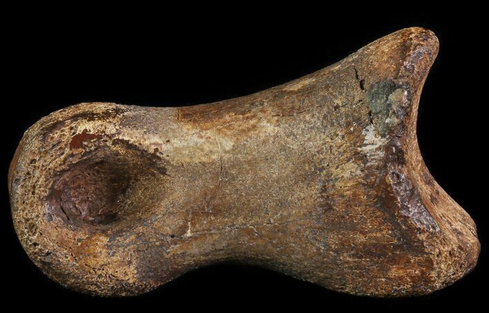 Struthiomimus Toe Bone - Montana #66453